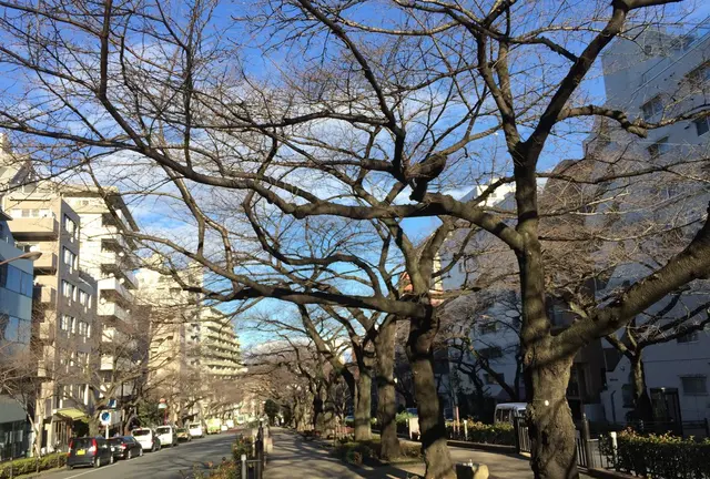 播磨坂から小石川植物園へ〜極上の散歩道が奏でる奇跡のハーモニー
