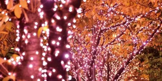 五反田に冬の桜を観に行きませんか？2015