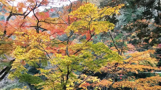 香嵐渓🍁🍁