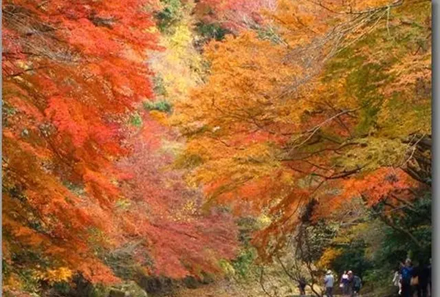 紅葉を愛でながら房総大多喜町の郷土料理「太巻き祭り寿司」を探しに行く