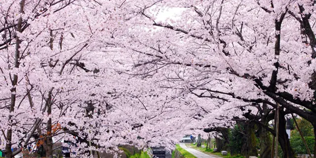 京都 大阪 満開の桜を楽しもう！