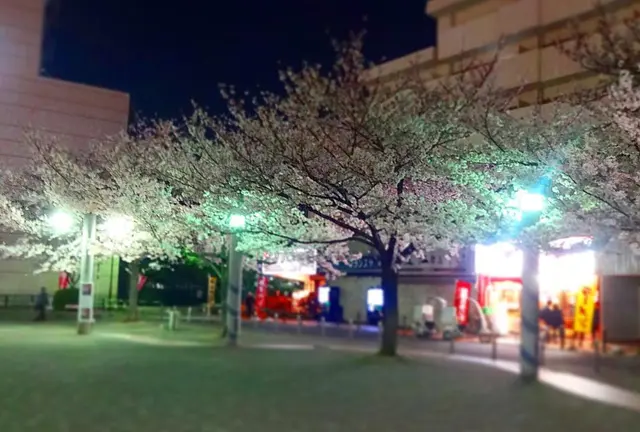 あと、3日くらいかな…。駒込は染井吉野の発祥地。桜の聖地を夜散歩☆