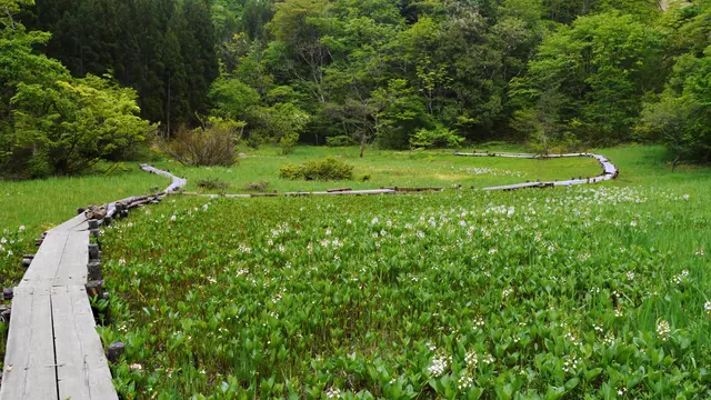 小さな花園、米湿原