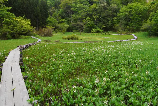 小さな花園、米湿原