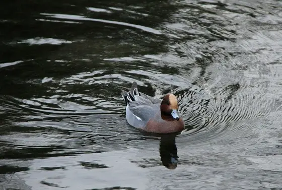 水鳥