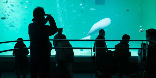 行ったことある水族館