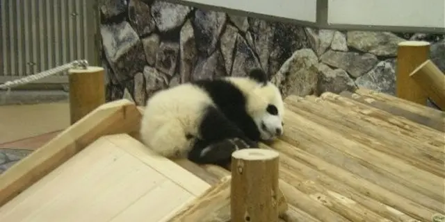 アドベンチャーワールドでパンダダッシュ！