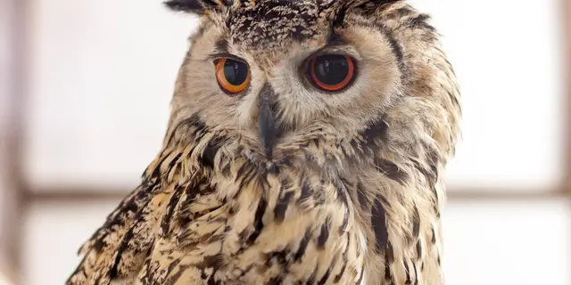 たくさんのフクロウ・ミミズクに会いに行くドライブ