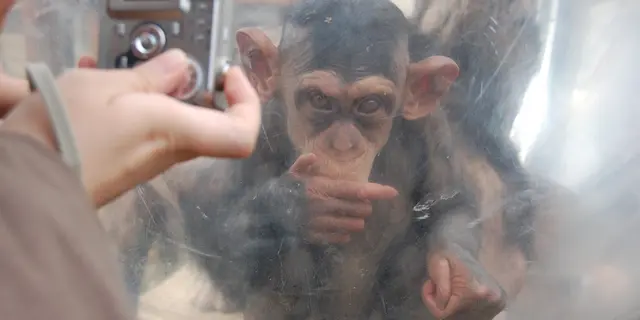 はじめての旭山動物園＆富良野観光