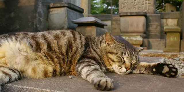 自転車、ねこ、お惣菜、ペルシャ？素敵な谷中、案内します。