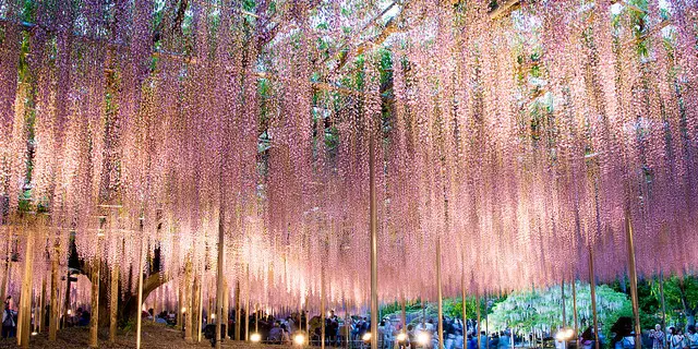 GWの写真撮影なら芝桜と夜藤を満喫コース