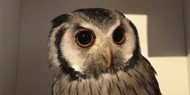 月島というともんじゃが頭に浮かびますが、実はフクロウとふれあえたり撮影できるお店があるのです