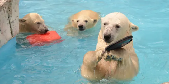 野生動物にも会えるかも！？円山動物園と円山公園をお散歩しよう