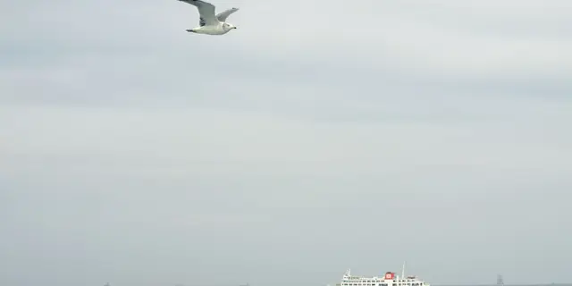 東京湾フェリーを使って神奈川・千葉を満喫！！久里浜・金谷で美味しいものに出会おう♪
