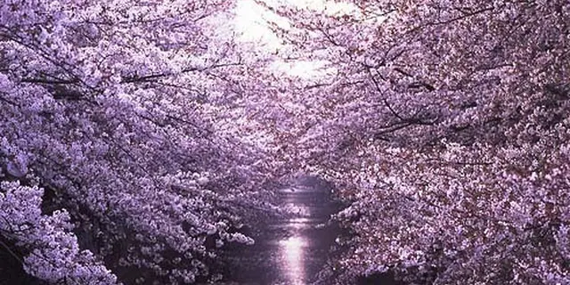 天気がいい日にオススメ！目黒川沿いのお散歩デート