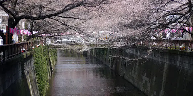 春のおなごの桜祭り