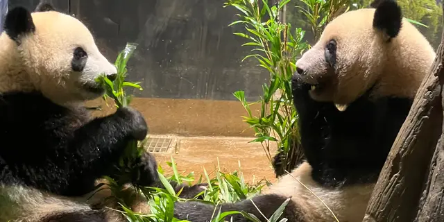 大人の遠足！天気のいい日に上野動物園へ
