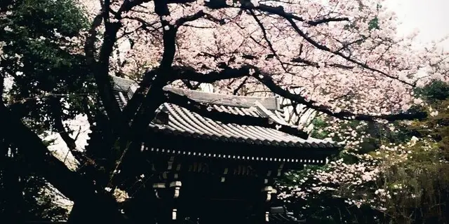 都心の桜めぐり