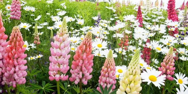 北海道はでっかいどう♡花畑とグルメとアニマル堪能！〜道央編〜