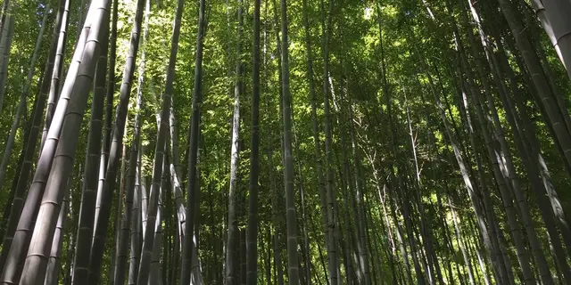 初めての鎌倉〜藤沢一泊二日の旅