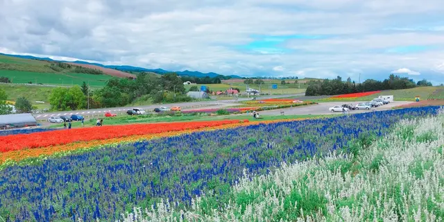 旭川出発🚙美瑛と富良野を半日でサクッと楽しもう！
