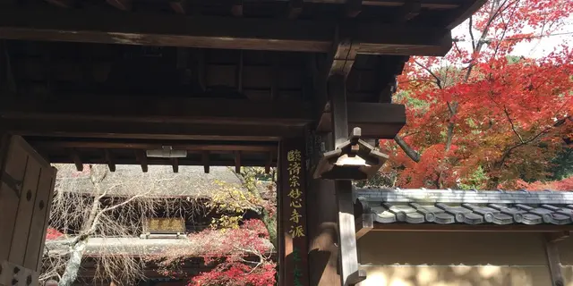 ✨名古屋で紅葉狩り