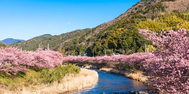 伊東温泉♨️からの河津桜を見に行こう🌸