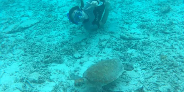 日帰り沖縄 離島  国立公園慶良間諸島 座間味島 むりやり息抜き 海亀と温泉の旅