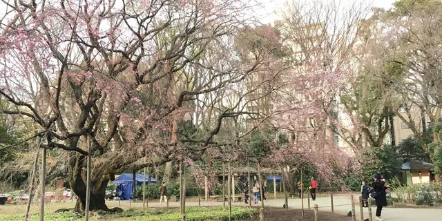 山手線さんぽ。駒込駅