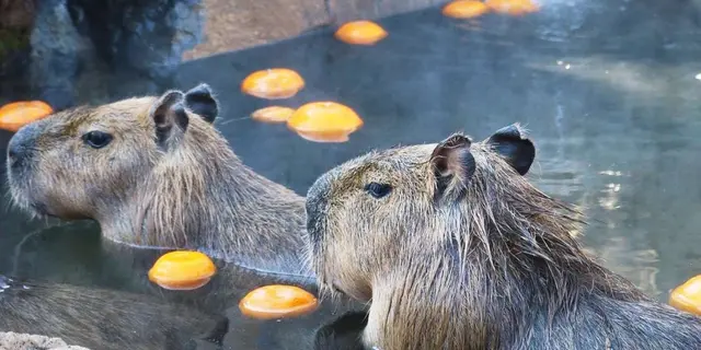 伊豆でカピバラで癒される