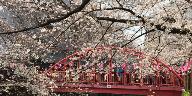 東横線沿いを巡る春の歩きまくり食べまくりお花見デート【中目黒/祐天寺/三宿/横浜】