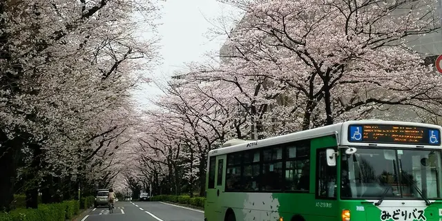 🌸練馬区のお花見情報🌸