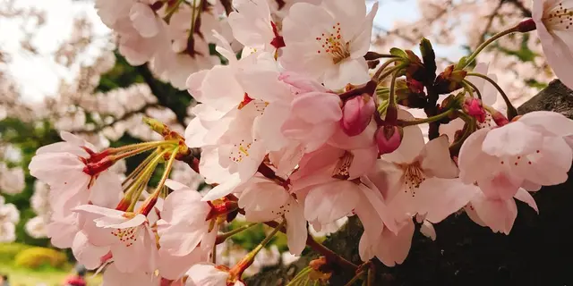 砧公園お花見と、小田急線カフェ巡り