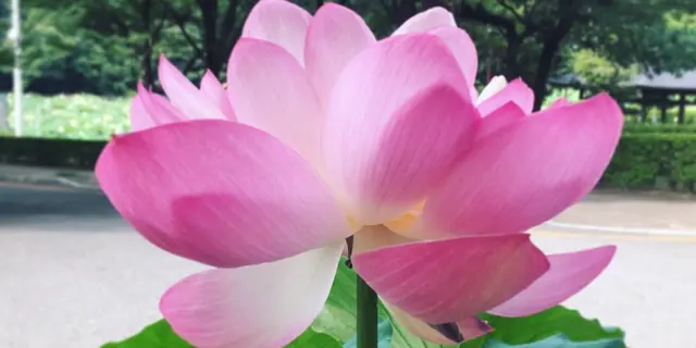 福井の地元民がゆく！福井のお蕎麦と公園と！恐るべし福井クオリティカフェ‼︎