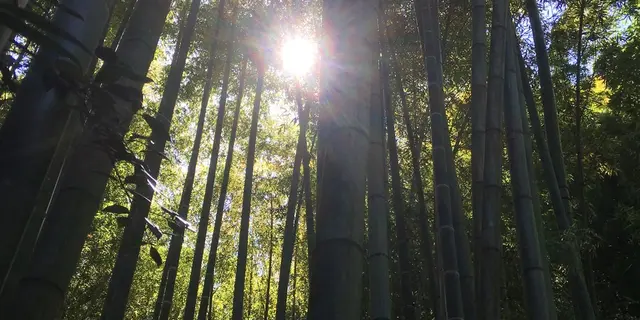 鎌倉から江ノ島までのぶらりお散歩