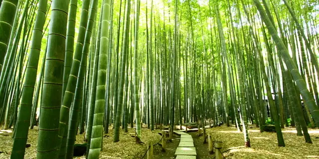 鎌倉満喫プラン