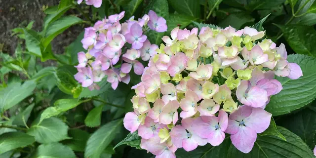 初夏の京都で、季節感じるお祝いデート♡