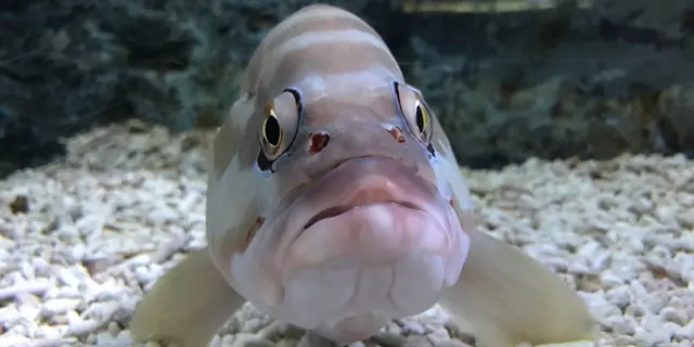 すみだ水族館〜浅草