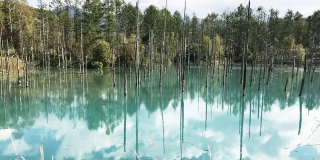 北海道はでっかいどう！富良野と美瑛と旭川のたび。