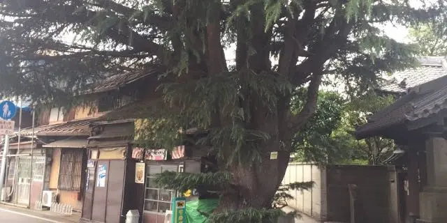 上野から歩いて谷根千ぶらり