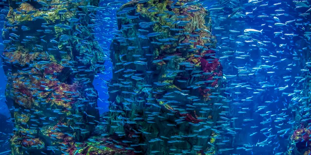 大阪･神戸🐠🐟🗼