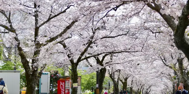 海！山！川！春の伊豆を楽しみ尽くす週末旅