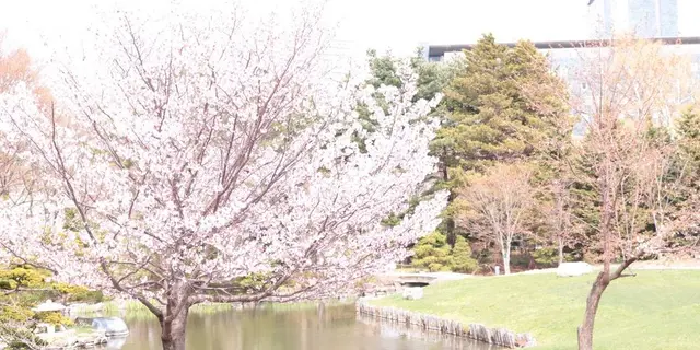 札幌お花見スポット