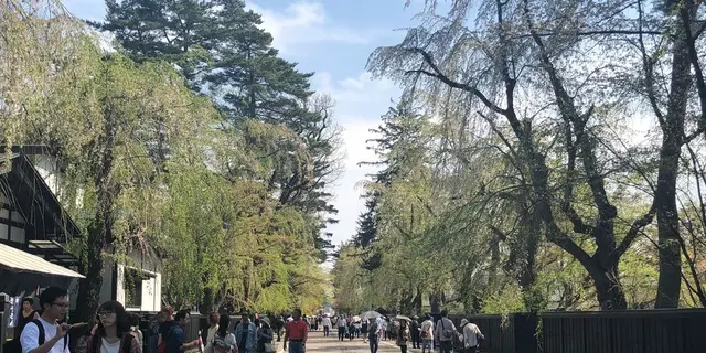アラバキついでに！秋田桜めぐりのたび