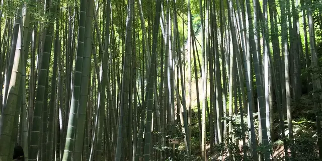 鎌倉散歩