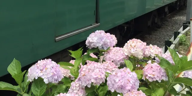 鎌倉あじさいめぐり
