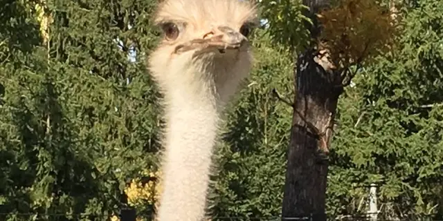紅葉の円山公園をぶらり✨