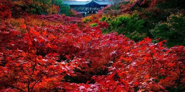 🍁河原町から奧宇治へ