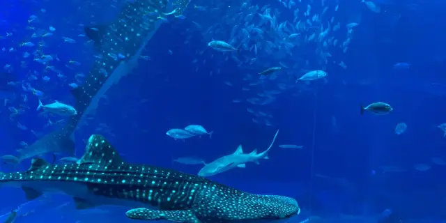 沖縄旅行