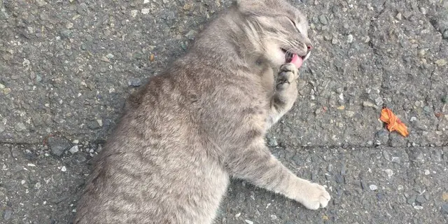 三浦でねこあつめ